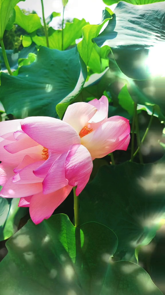 好运莲莲并蒂莲配锦鲤现身北京恭王府