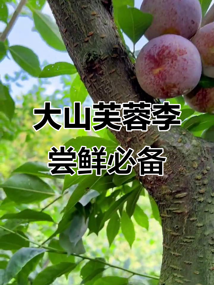贵州芙蓉李,口感超赞!大山里的美味你值得拥有