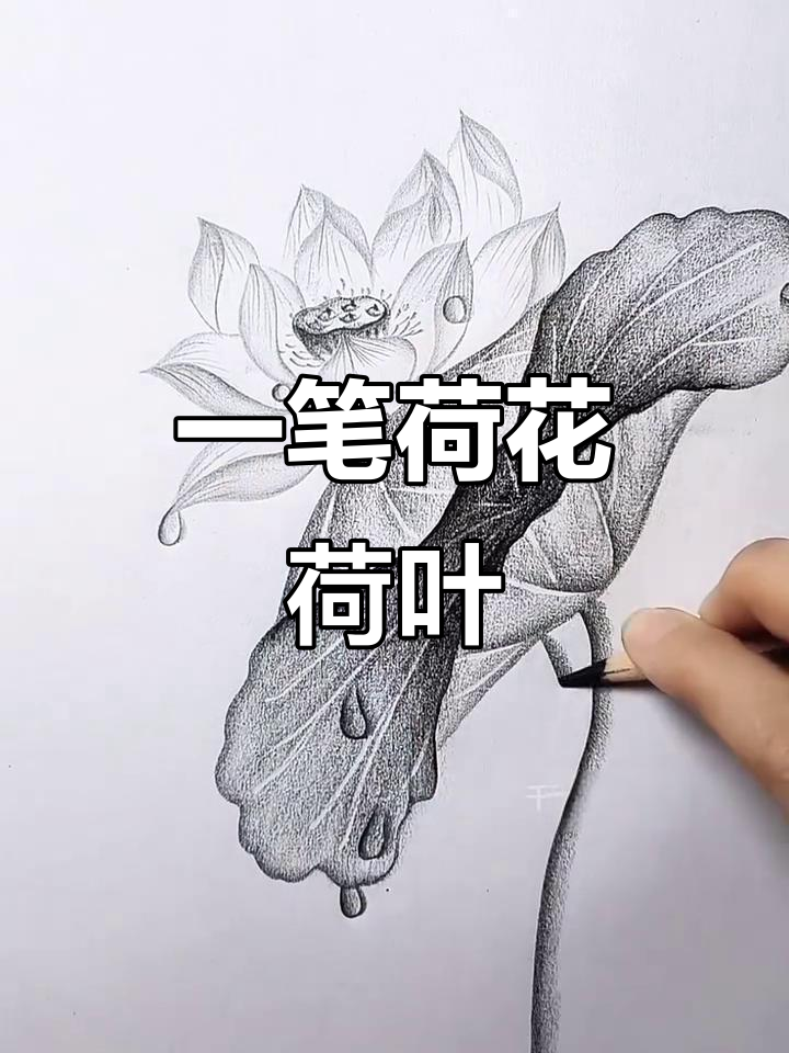 几笔画出荷花荷叶,简单又美丽