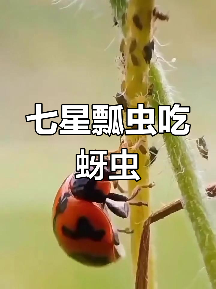 七星瓢虫捕食蚜虫,自然界的"小猎手"
