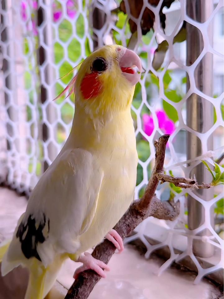 鹦鹉鹦鹉萌萌哒逗鹦鹉,我家小鸟逗人爱