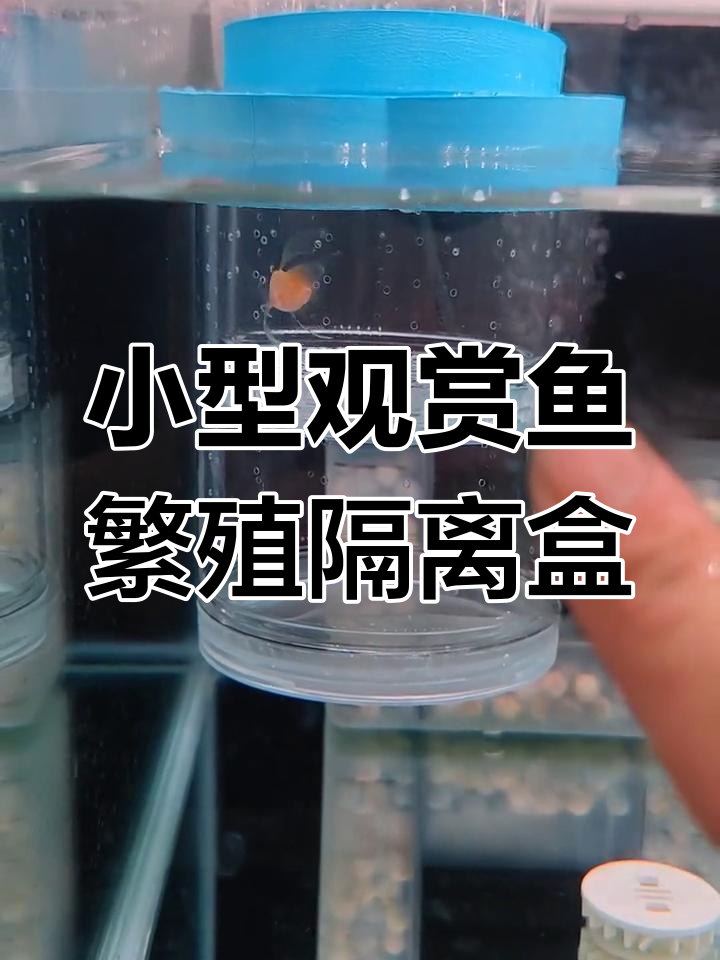 母鱼待产隔离盒,保护小鱼不被吃掉