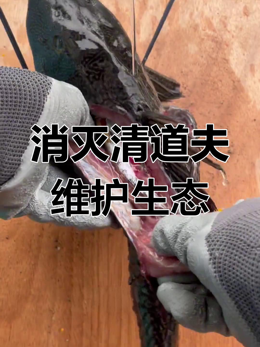 清道夫鱼泛滥成灾,河道清理刻不容缓