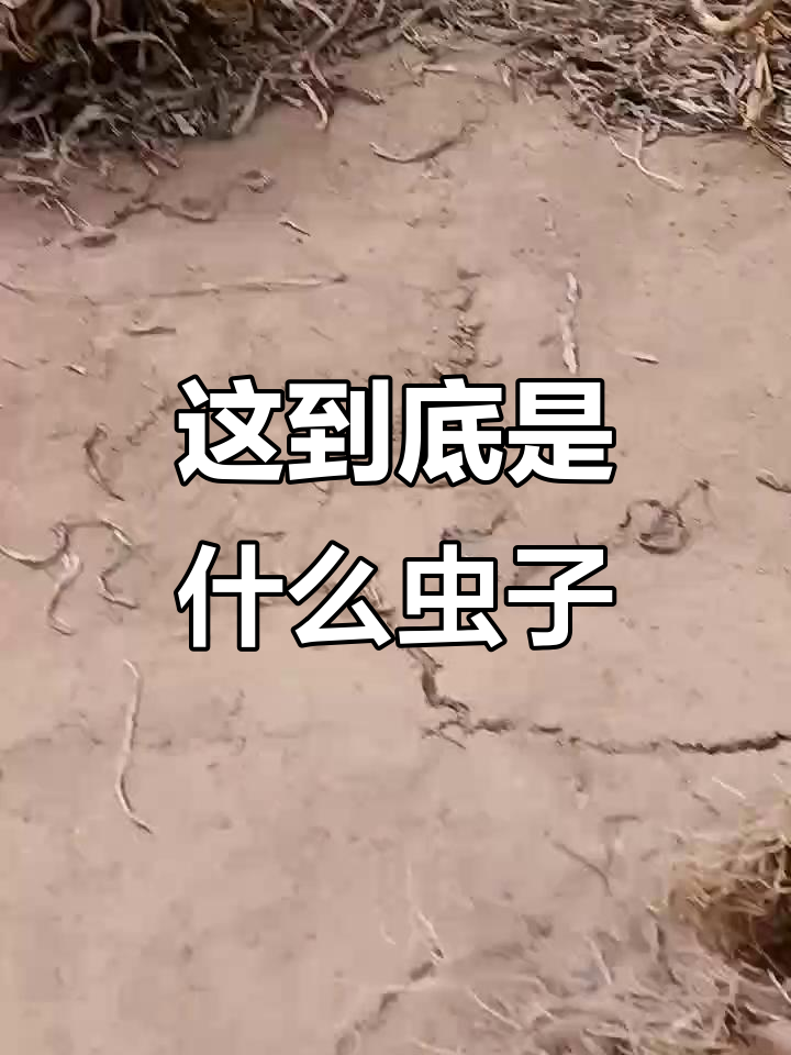 看看这是什么虫?绿盖长条形,有货联系我