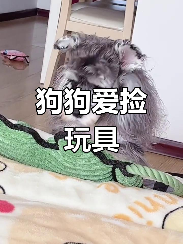 小狗喜欢叼玩具和你玩吗?