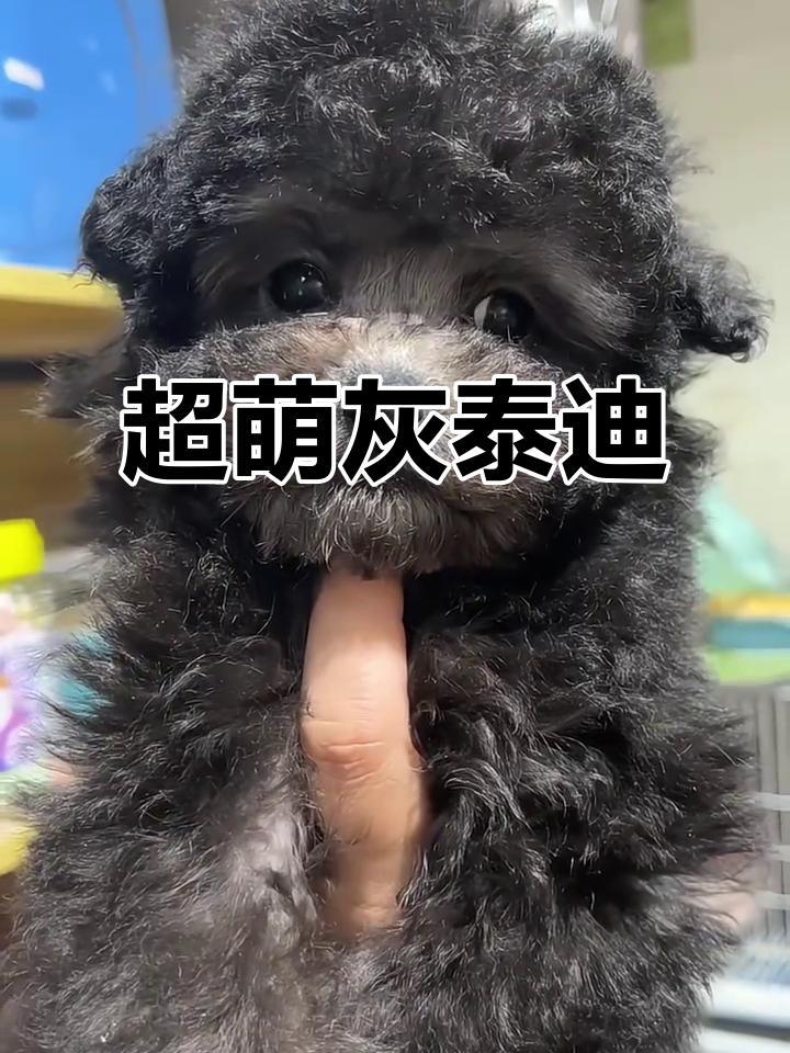 4个月灰泰迪,超萌爆毛宝宝,圆眼翘鼻太可爱