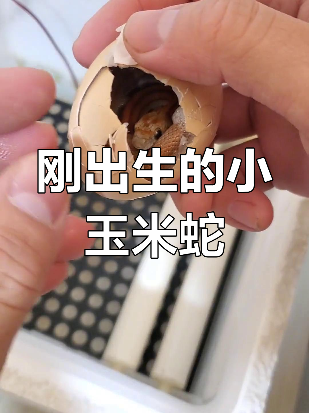 小玉米蛇宝宝出生,孵化过程惊心动魄