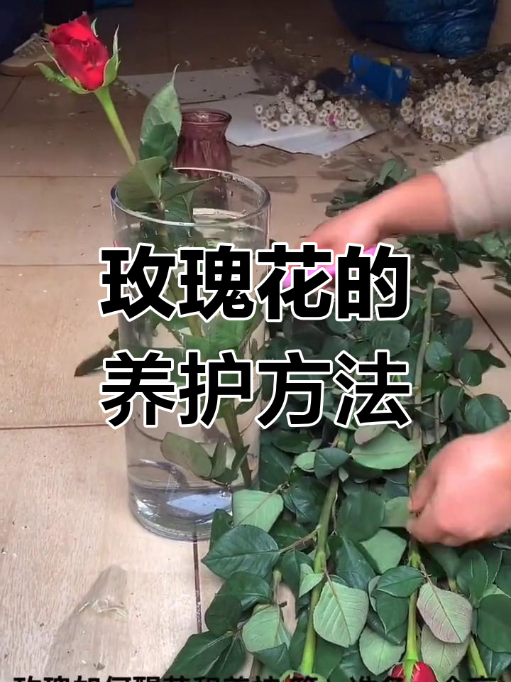 盆栽玫瑰花的养殖方法图片