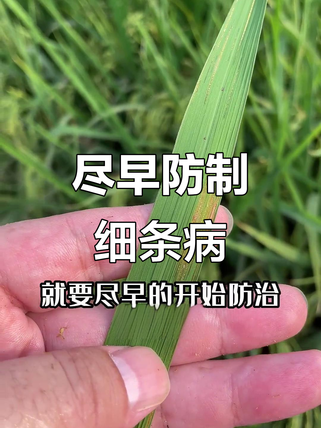 细条病早期症状与防治技巧,台风后更易感染