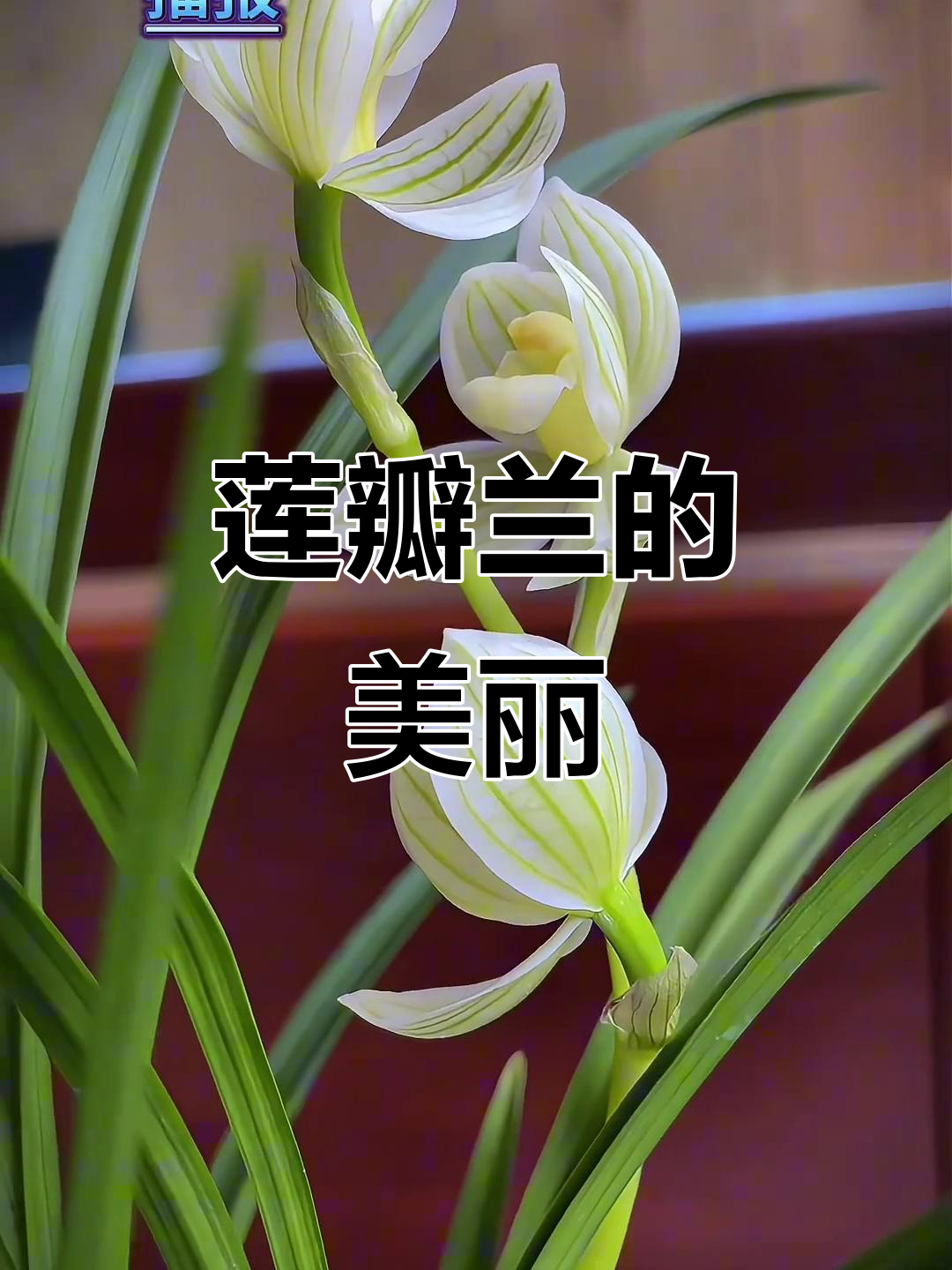 莲瓣兰:荷瓣素之美,大自然的极致魅力