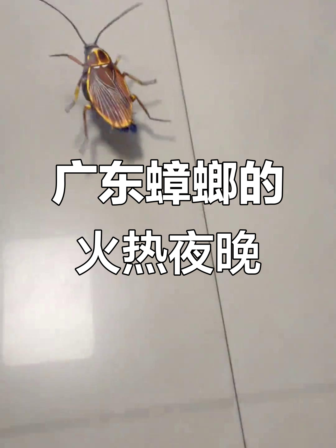 广东蟑螂今晚飞入你家,火辣情郎等你一起蹦擦擦