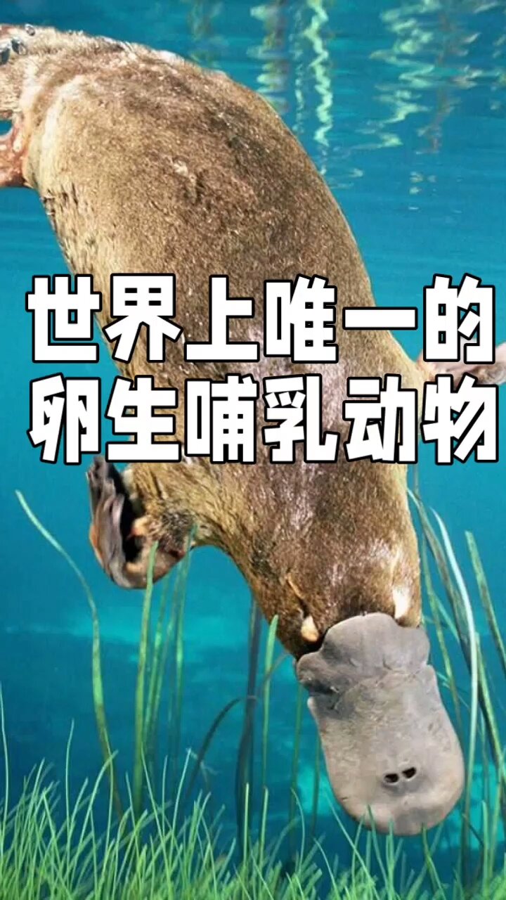 世界上唯一的卵生哺乳动物～鸭嘴兽