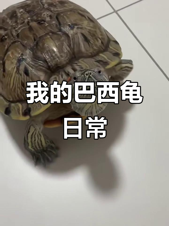 我和两只巴西龟的快乐时光,日常互动超有趣