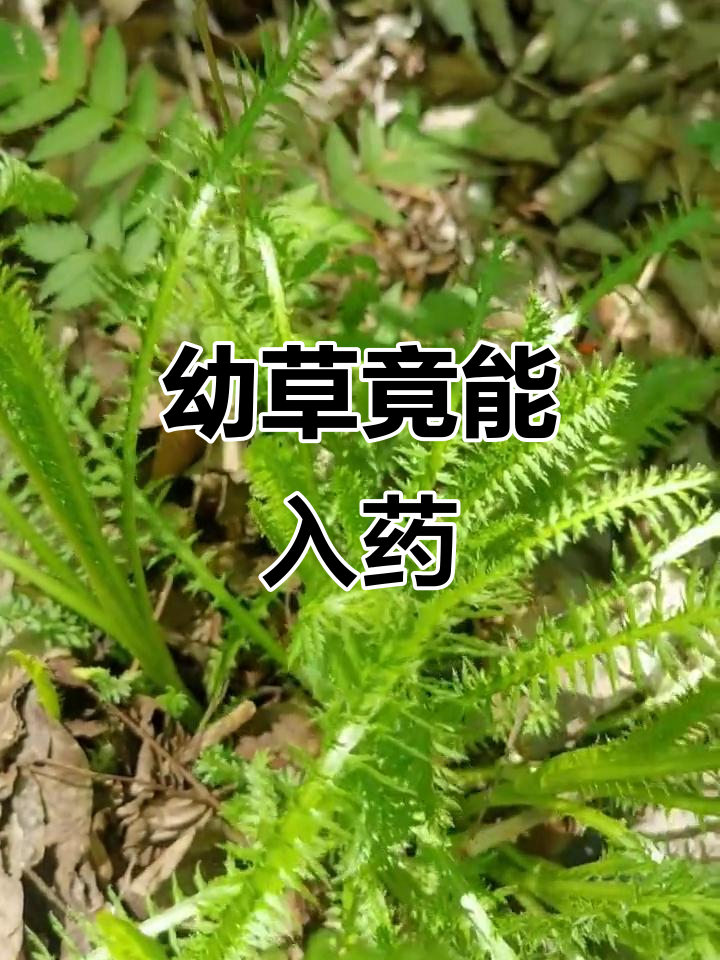 鱼刺菜:菊科植物也能当野菜,嫩苗可食用