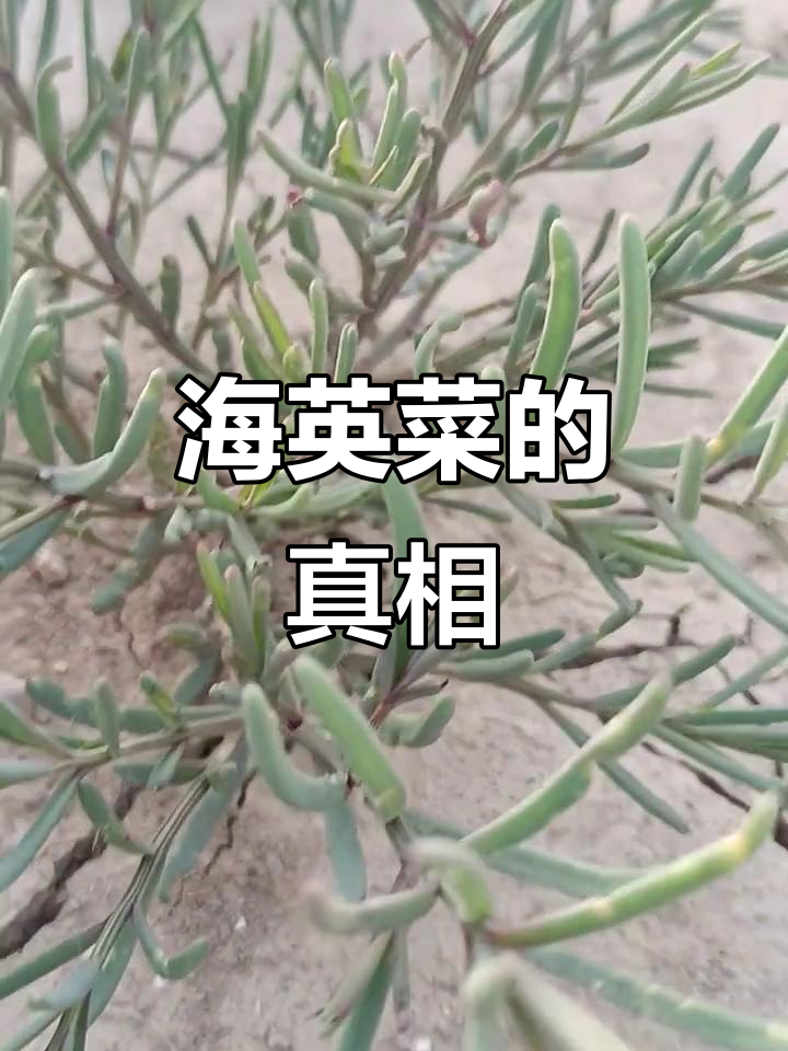 连云港海英菜大揭秘,哪个才是真正的海英菜?
