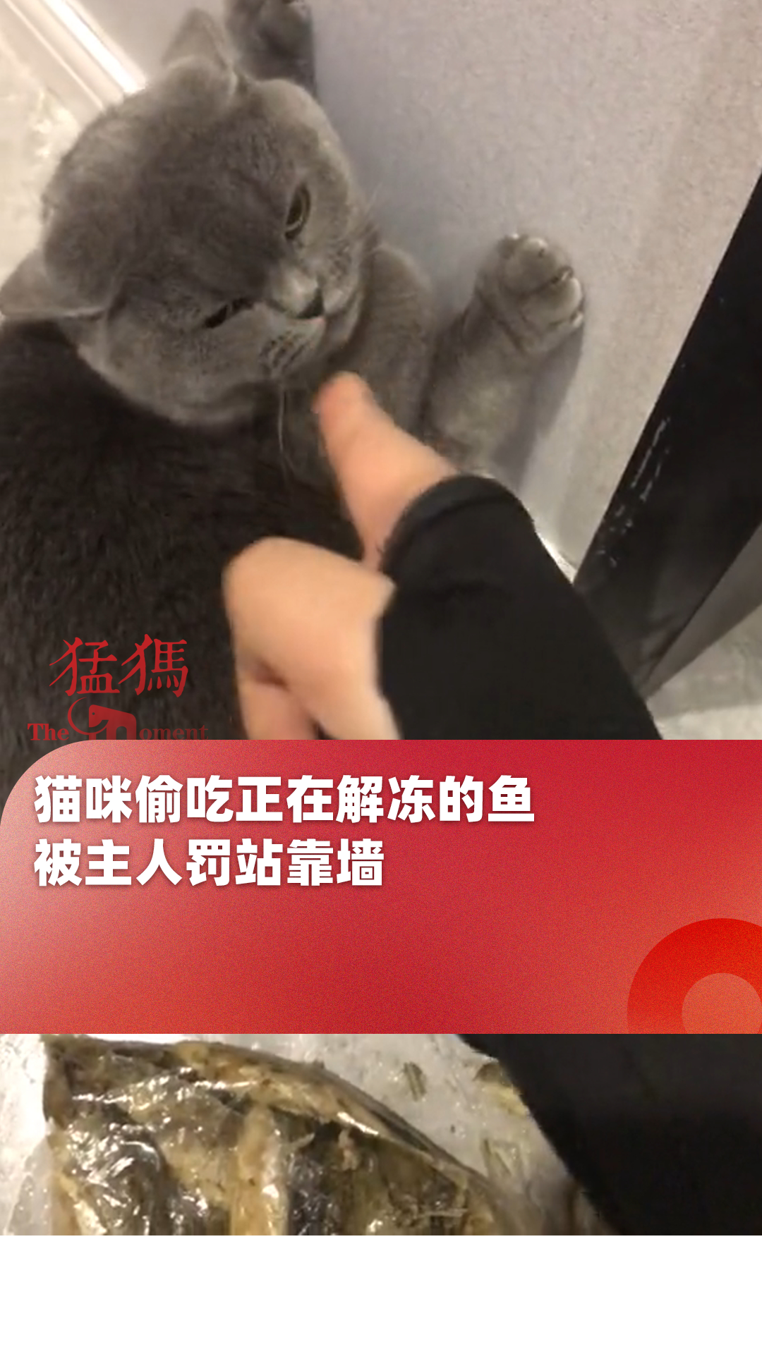 猫咪靠墙的表情包图片