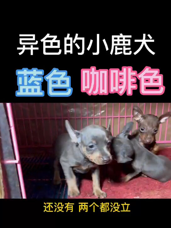 稀有色小鹿犬蓝鹿咖啡色