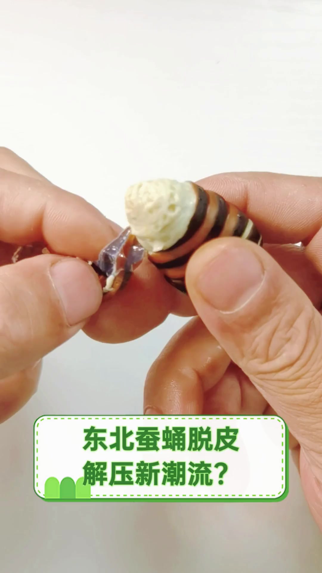 东北蚕蛹脱皮,解压新潮流?