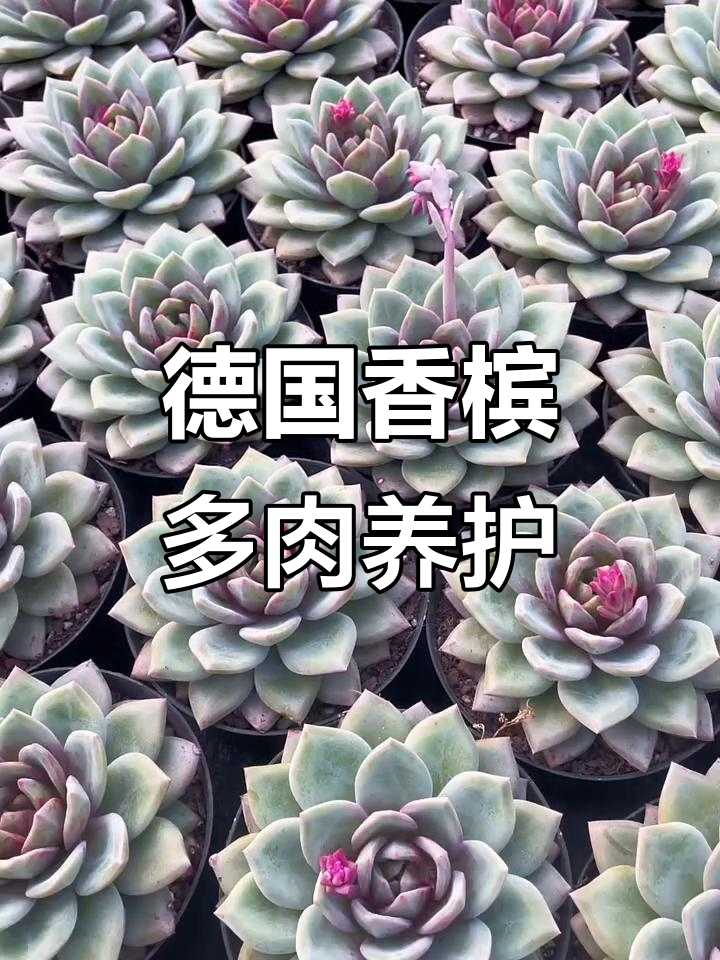 多肉植物养护小技巧,德国香槟如何照顾