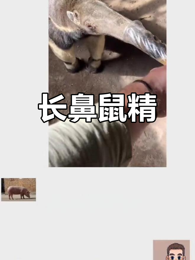 见过这种长鼻子大老鼠吗?