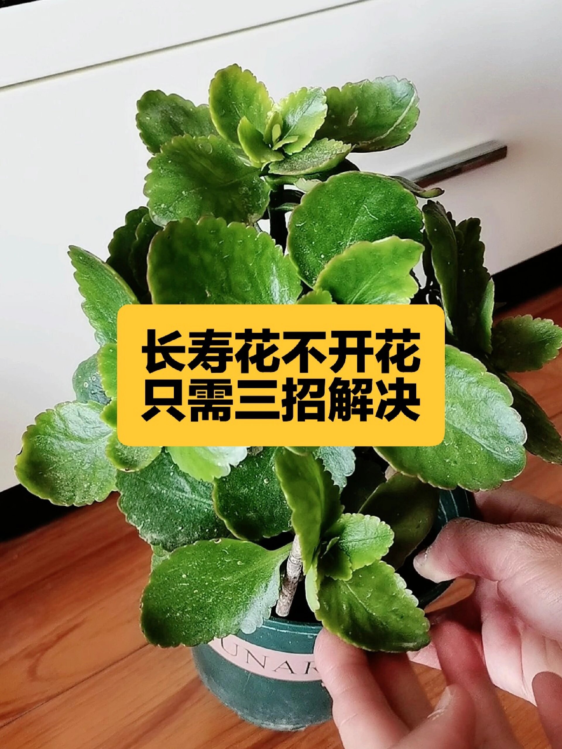 长寿花不开花咋办图片