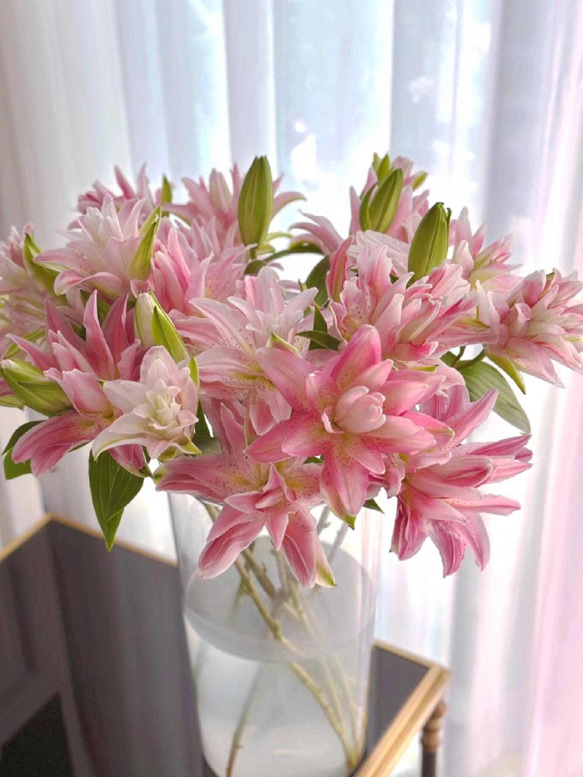 最美伊莎贝拉重瓣百合,颜值担当