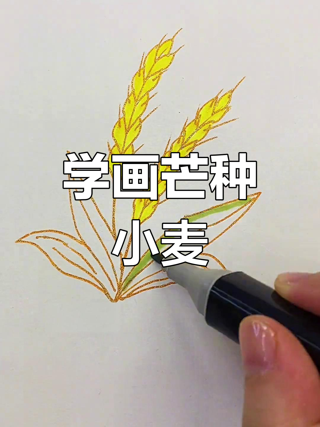 芒种小麦画法,简单又好看