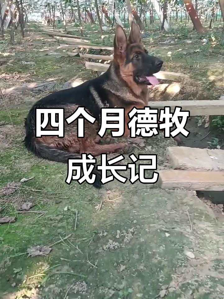 四个月德牧肩高58,体重已达50斤,成长迅速!