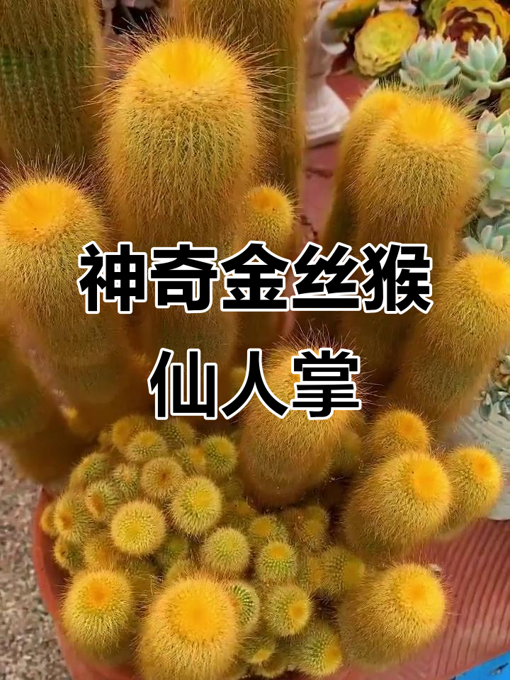 金丝猴仙人掌:独特植物,美丽又神秘