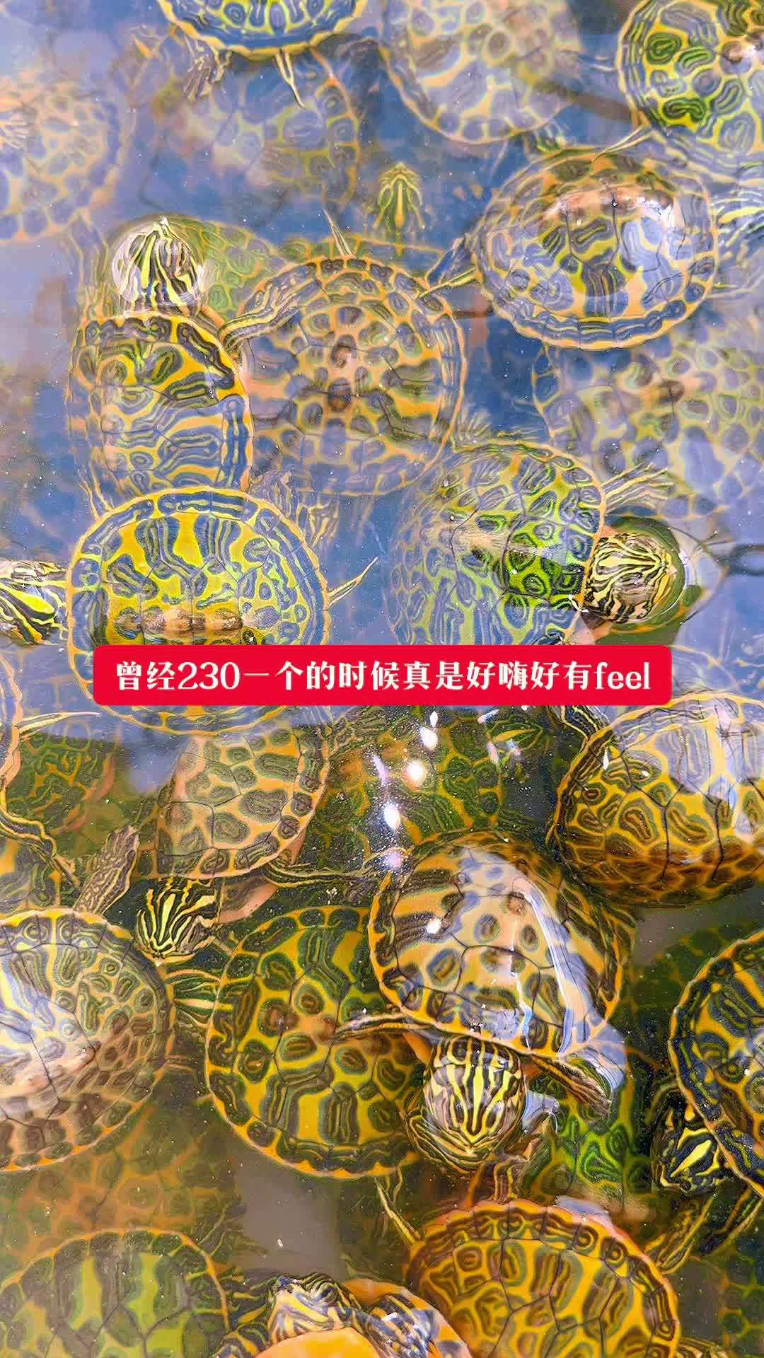 2025火焰龟苗 看着密密麻麻的火焰会觉得有滴眼花. 火焰龟 火焰龟苗