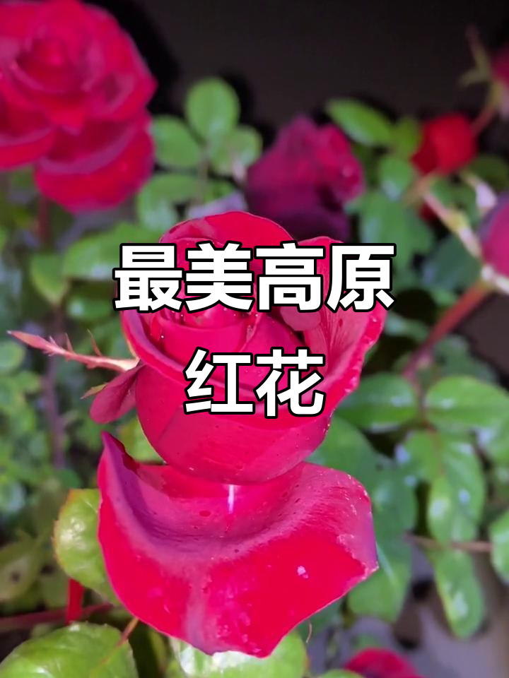 高原红月季花,黑玫瑰般的美丽与神秘