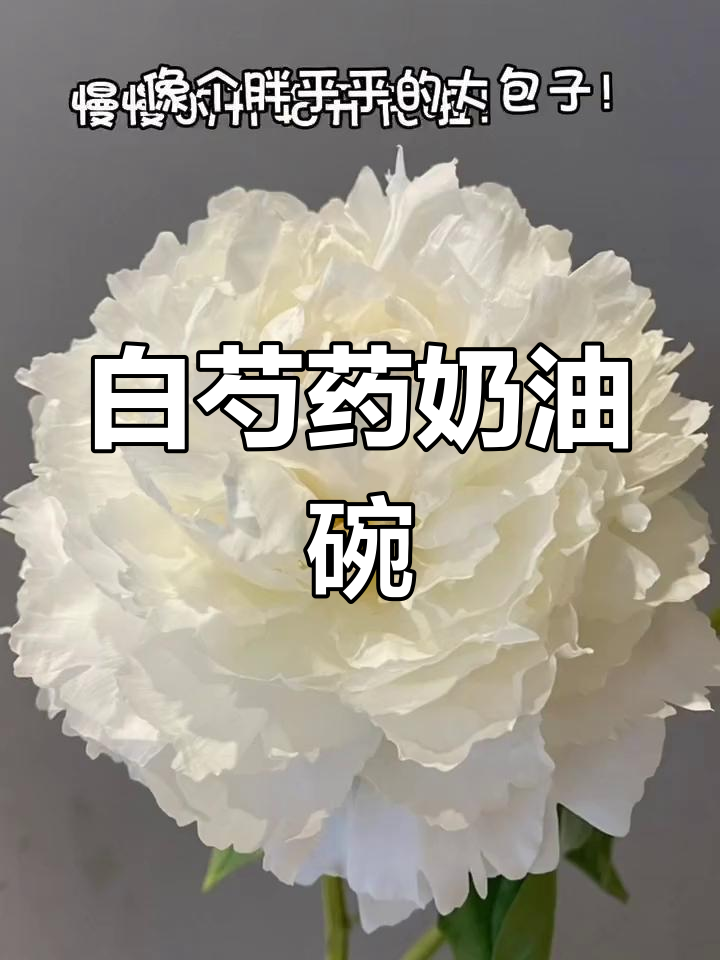 经典白芍药"奶油碗",开花惊艳,美得让人无法抗拒