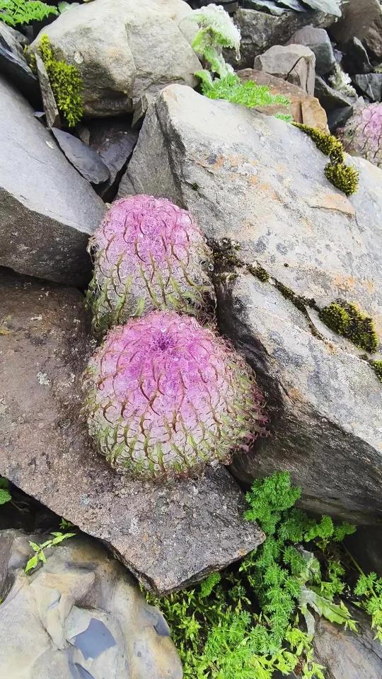 石头缝里长出的植物水母雪兔子