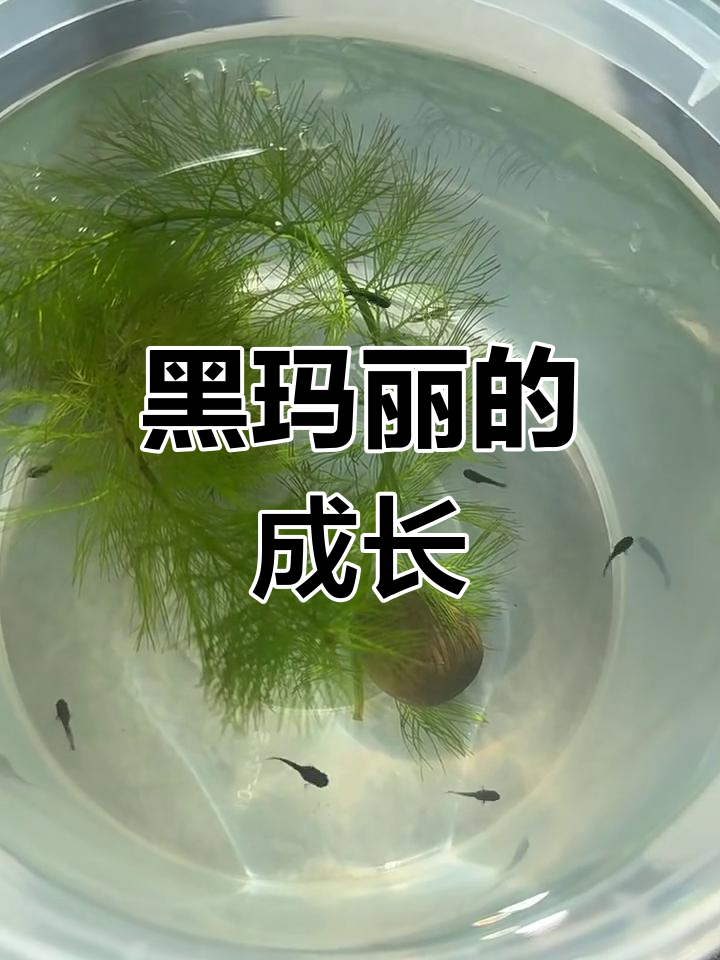 黑玛丽幼崽出生五天,鱼缸里已达十只!