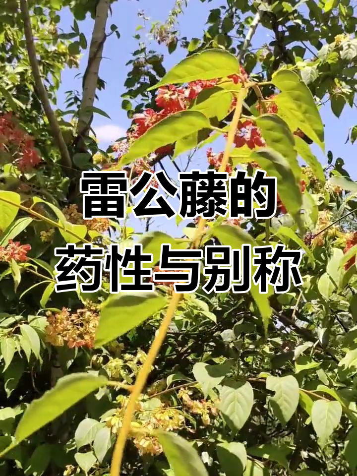 雷公藤,别名众多,药性强烈
