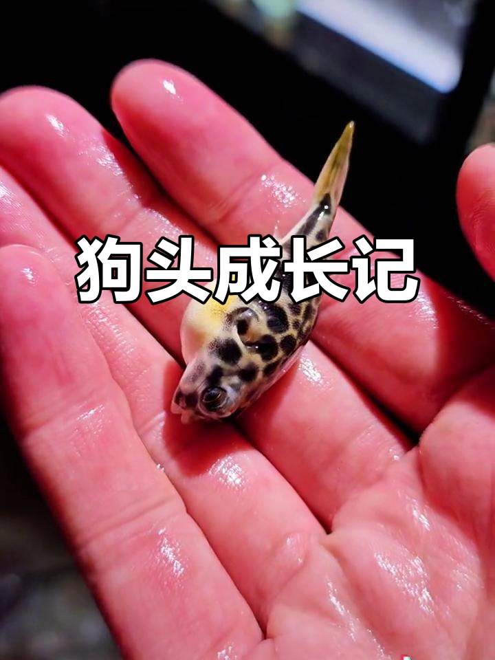 买了皇冠狗头,希望它们能健康成长!