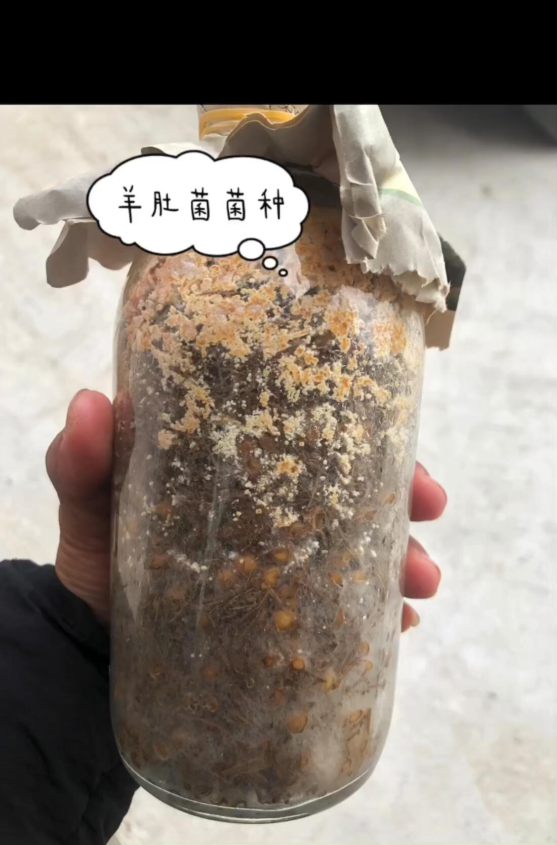 羊肚菌幼菇发红图片