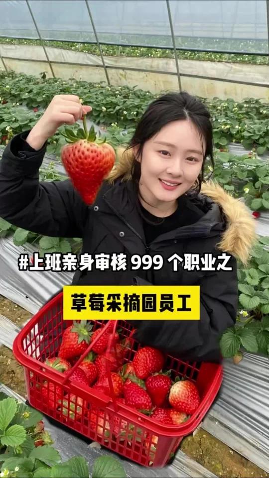 草莓采摘园员工福利是狂炫草莓?
