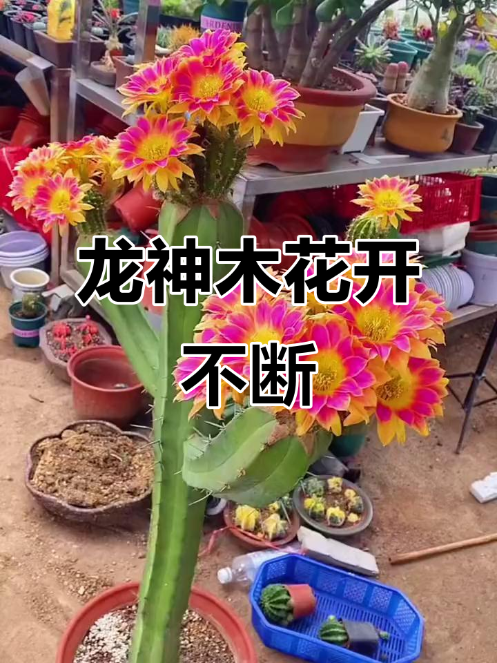 龙神木嫁接开花,美丽不停歇