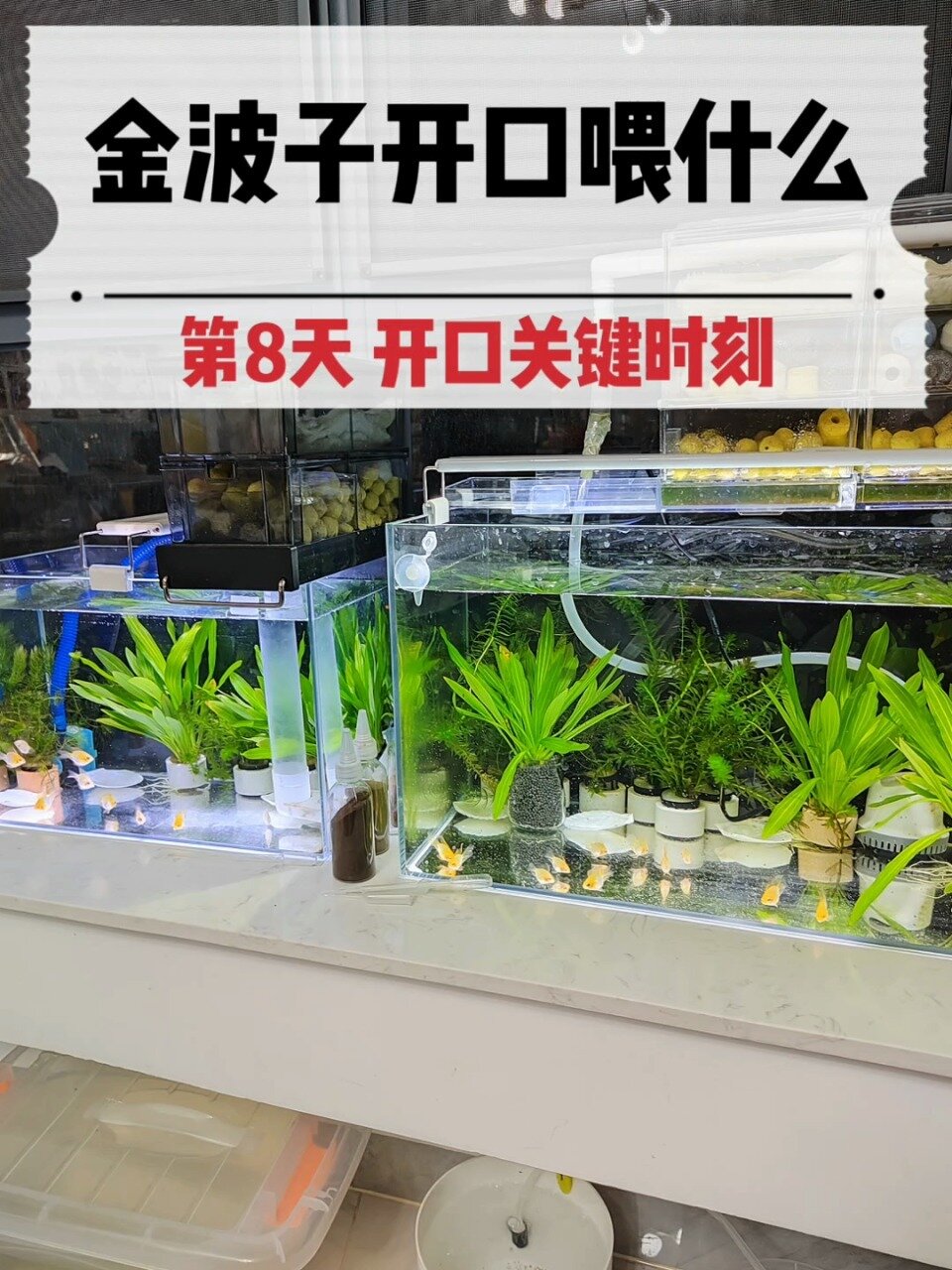 金波子开口最佳食物洄水草履虫-度小视