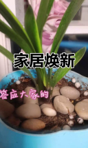 新添绿植，兰花盛开，家里瞬间生机勃勃！