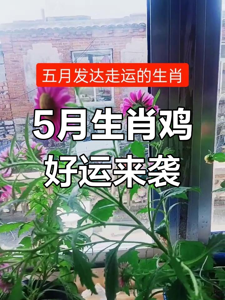 5月10日生肖鸡运势怎样(5月10日生肖鸡运势怎样呢)
