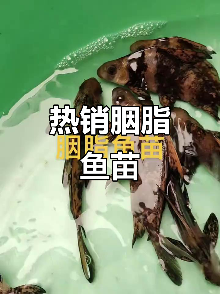 胭脂鱼苗养殖热销,特种水产新宠
