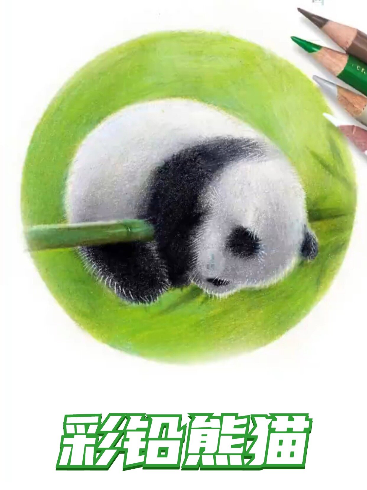 彩铅教程|可可爱爱大熊猫,没事做就来画吧