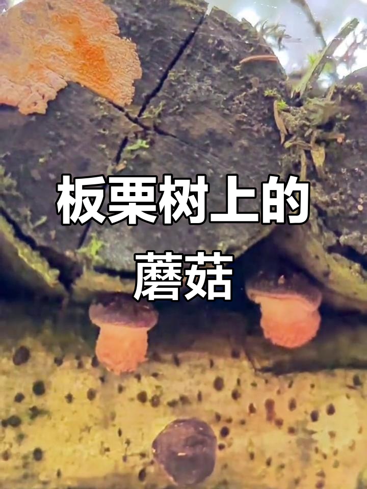 板栗树木头上长满食用菌,疯狂生长让人惊讶