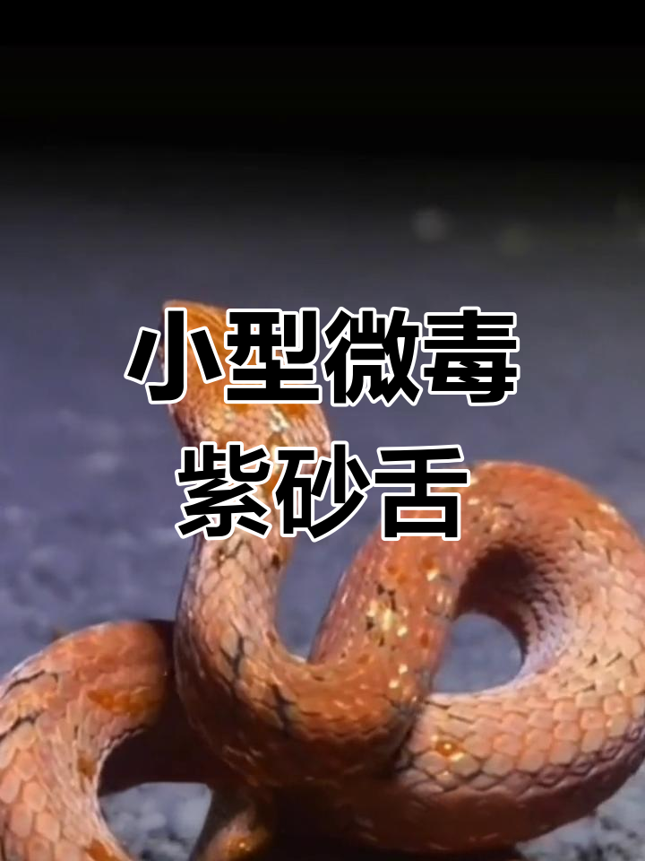 紫沙蛇:美丽的小型后沟牙毒蛇