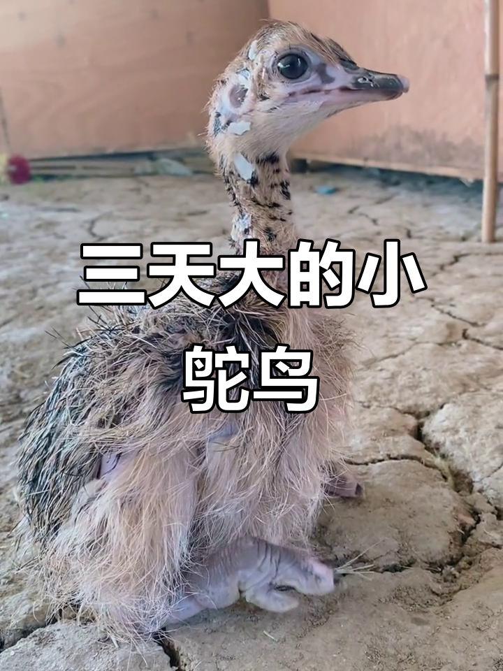 小鸵鸟刚出生三天,萌态十足!