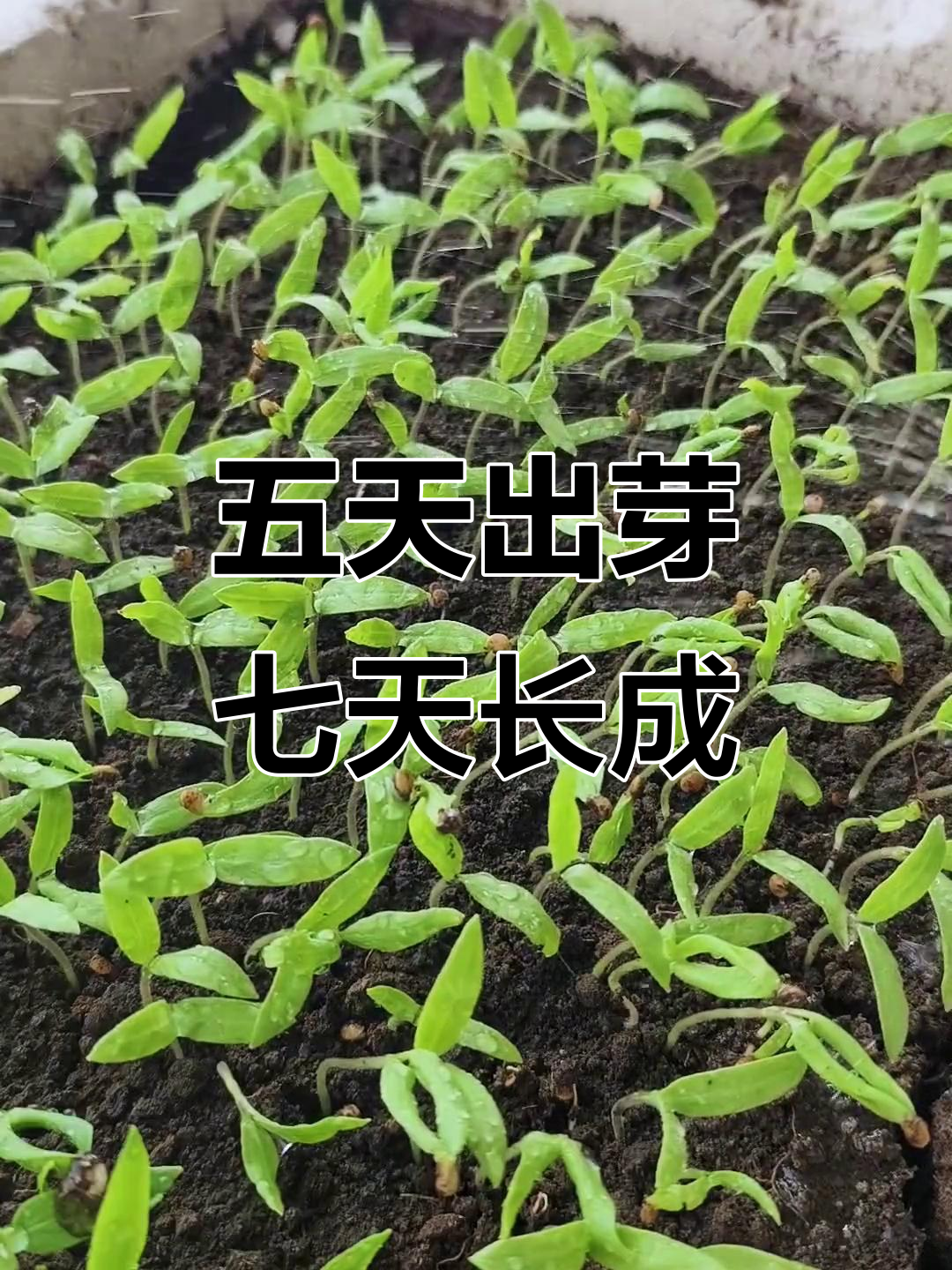 茄子苗五天拱土,七天全苗长势喜人