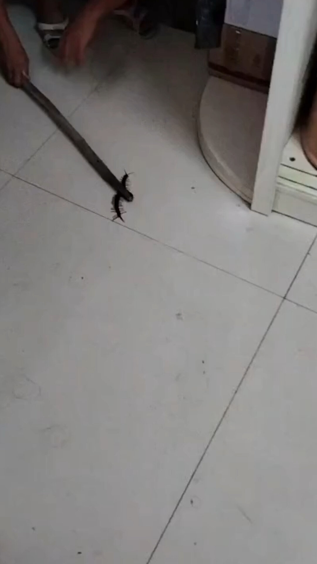 蜈蚣从下水道里爬出来,怎么消灭?