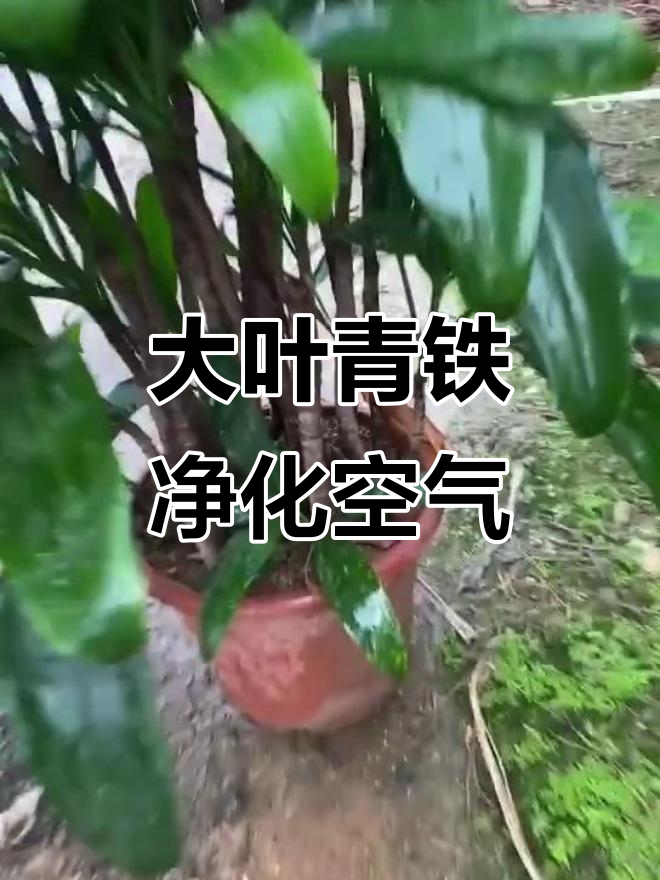 室内绿植大叶青铁,清新空气又美观